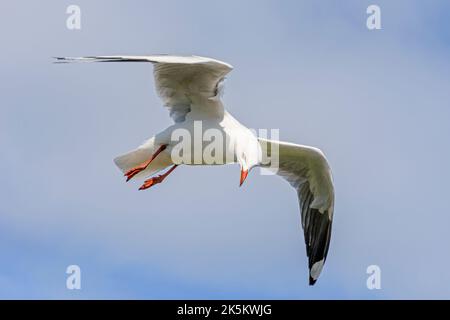 A Silver Gull seagull in flight off Western Australia Stock Photo