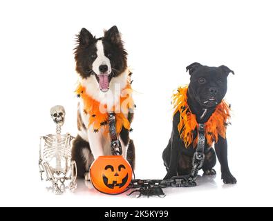 dogs and halloween in front of white background Stock Photo