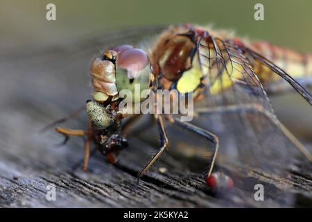 Common Darter Sympetrum striolatum Eating Fly Stock Photo