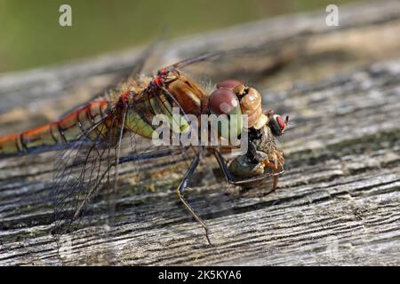 Common Darter Sympetrum striolatum Eating Fly Stock Photo