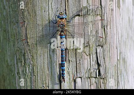 Migrant Hawker Aeshna mixta - male Stock Photo