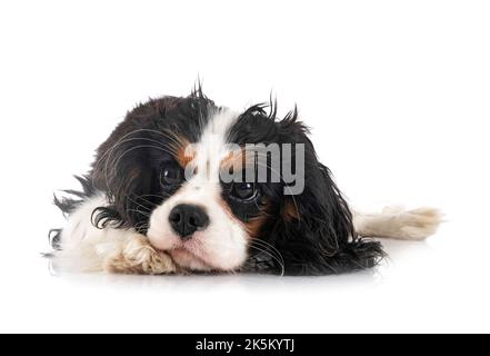 cavalier king charles in front of white background Stock Photo