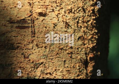 Seamless tree bark background. Brown texture of the old tree. Stock Photo