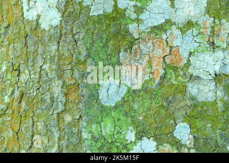 Embossed texture of the bark of oak. Panoramic photo of the oak texture. Stock Photo