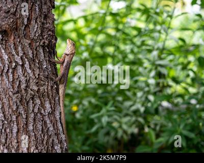 Thai yellow brown skin chameleon lizard perched on tree trunk on green nature leaves bokeh background with copy space. Stock Photo