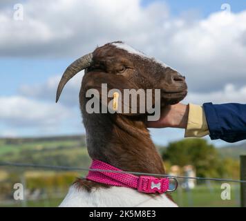 A hand reaches out to pet a Pygmy Goat Stock Photo