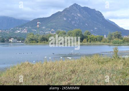 Landscape with mountains and river. Large field of reeds in the foreground. Colony of wild birds at rest. Stock Photo