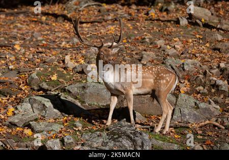 Fallow deer buck with large antlers standing in the forest in autumn in Canada Stock Photo