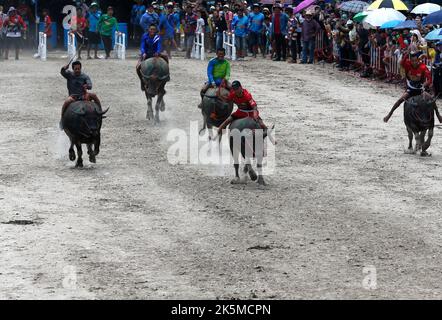 Chonburi, Thailand. 09th Oct, 2022. Jockeys compete in Chonburi's annual buffalo race festival, east of Bangkok. The event, which also celebrates the rice harvest, dates back to the buffalo trade in Chonburi, once the commercial centre of Thailand's east. Credit: SOPA Images Limited/Alamy Live News Stock Photo