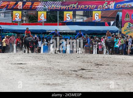 Chonburi, Thailand. 09th Oct, 2022. Jockeys compete in Chonburi's annual buffalo race festival, east of Bangkok. The event, which also celebrates the rice harvest, dates back to the buffalo trade in Chonburi, once the commercial centre of Thailand's east. (Photo by Chaiwat Subprasom/SOPA Images/Sipa USA) Credit: Sipa USA/Alamy Live News Stock Photo