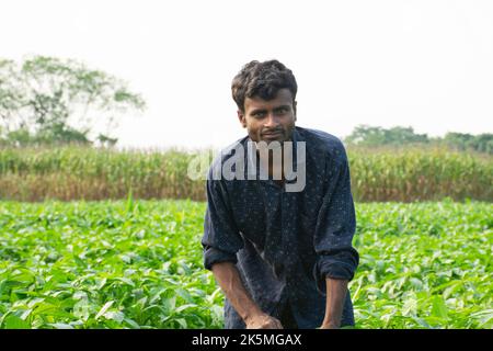 Indian farmer working in green agricultural field Stock Photo