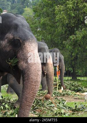 A vertical shot of three elephants eating plants in the national park Stock Photo