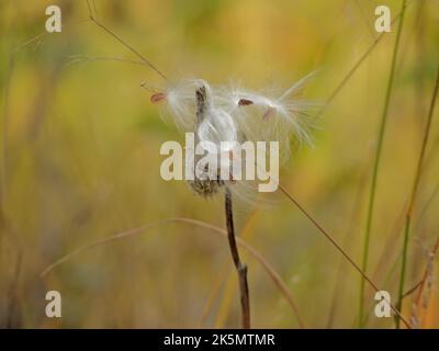 A shallow focus of a broad-leaved cotton grass growing in a field Stock Photo