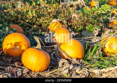 Pumpkins in the pumpkin patch Stock Photo