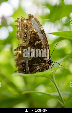 Butterfly on leaf. Morpho peleides. The Peleides blue morpho. Common morpho. Black and blue emperor. Morpho helenor. Stock Photo