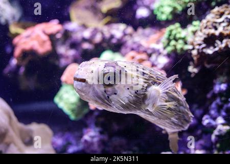 Puffer fish inside an aquarium. Stock Photo