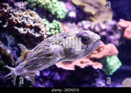 Puffer fish inside an aquarium. Stock Photo