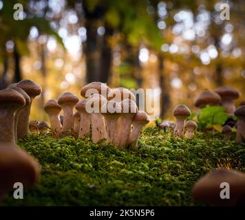 Armillaria mellea, commonly known as honey fungus - a basidiomycete fungus in the genus Armillaria (close-up). Stock Photo