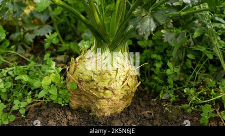 Celeriac field bio Apium graveolens rapaceum detail root knob celery close-up leaves leaf turnip-rooted celery vegetables closeup land, soil farm farm Stock Photo