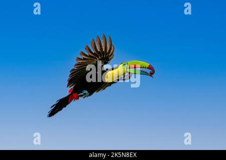 Keel billed toucan in flight with fruit in his beak Stock Photo