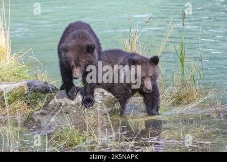 Two babies grizzlys walking on the shore of the river in Alaska Stock Photo