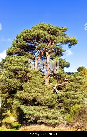 LARGE OLD SCOTS PINE TREE Pinus sylvestris IN SCOTLAND Stock Photo