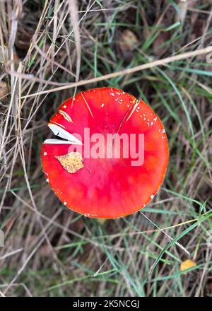 Fly agaric mushrooms with a red cap grow in the grass. After high-quality drying, the red fly agaric is used to prepare ointments, infusions and Stock Photo