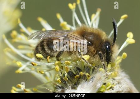 Detailed closeup on a hairy brown female Early cellophane bee, Colletes cunicularius eating pollen from Salix caprea, Goat Willow Stock Photo