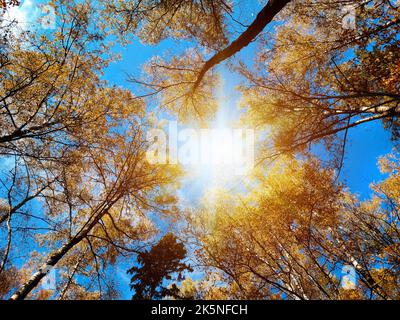 Looking up the trees in autumn forest. Fall forest background Stock Photo