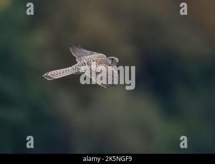 Kestrel (Falco tinnunculus) hovering over College Lake, looking for prey Stock Photo