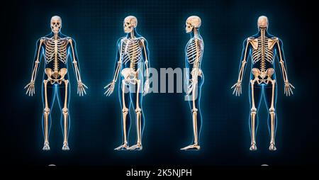 Front View Of Accurate Full Human Skeleton With Body Male Silhouette 3D ...