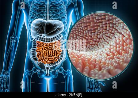 Human digestive system and gastrointestinal tract with microvilli of the small intestine or bowel 3D rendering illustration. Anatomy, medical, biology Stock Photo