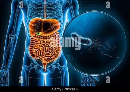 Human digestive system and gastrointestinal tract and E. Coli bacteria 3D rendering illustration. Anatomy, medical, biology, infection disease, gastri Stock Photo