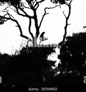 A silhouetted Grey heron perching on a multi branches tree in the park Stock Photo
