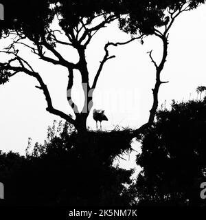 A silhouetted Grey heron perching on a multi branches tree in the park against light sky Stock Photo