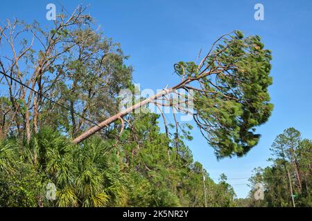 Fallen down big tree on power and communication lines after hurricane Ian in Florida. Consequences of natural disaster. Stock Photo
