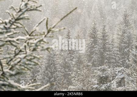 Beautiful winter scene with snow falling in fir-trees forest Stock Photo