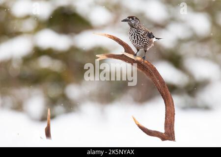 Spotted nutcracker, nucifraga caryocatactes, sitting on antlers in winter season. Brown and white bird looking from deer growth in wintertime. Little Stock Photo