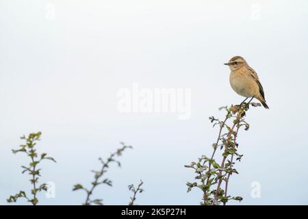 Whinchat Saxicola rubetra, a single juvenile plumaged bird perched on small hawthorn twigs, Yorkshire, UK, August Stock Photo