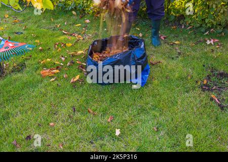 View of man gathering falling leaves on green grass lawn in plastic bag. Sweden. Stock Photo