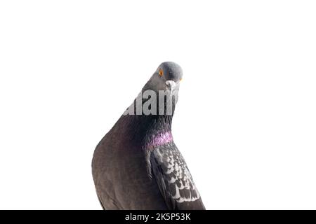 Dove interesting looks into the camera on white background Stock Photo