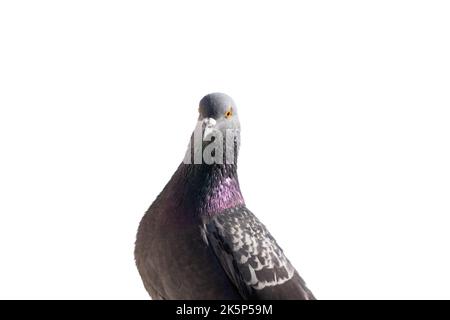 Pigeon interesting looks into the camera on white background Stock Photo