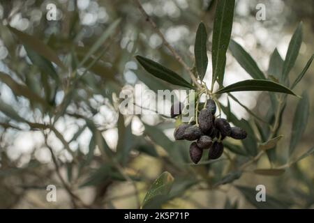 Branch of an olive tree. Black greek olives. Blurry olive leaves in the backround Stock Photo