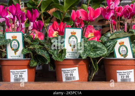 Windsor Farm Shop near Old Windsor, selling produce, food and plants from The Royal Farms and estates, Berkshire, England, UK Stock Photo