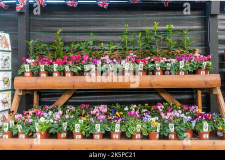 Windsor Farm Shop near Old Windsor, selling produce, food and plants from The Royal Farms and estates, Berkshire, England, UK Stock Photo