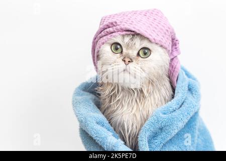 Funny wet cat, after bathing, wrapped in a blue towel in a violet cap on his head Stock Photo