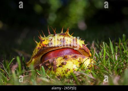 Conker  in its shell on the ground. Suffolk, UK. The seed of a Horse Chestnut, Aesculis hippocastanum tree. Stock Photo