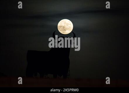 The full moon or 'Hunter's moon' is seen rising over a billboard-size figure of a bull, known as the 'Osborne Bull' in Fuengirola, near Malaga. During the Hunter's Moon, the first autumn full moon, is well-known as Hunter Moon because of its suitability during the hunting season. When the moon appears more large and orange than usual over the horizon. Stock Photo