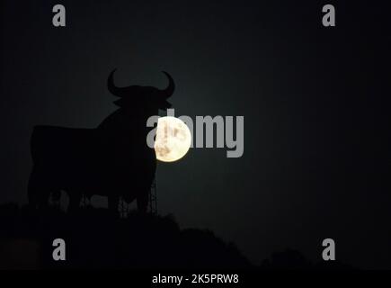 The full moon or 'Hunter's moon' is seen rising over a billboard-size figure of a bull, known as the 'Osborne Bull' in Fuengirola, near Malaga. During the Hunter's Moon, the first autumn full moon, is well-known as Hunter Moon because of its suitability during the hunting season. When the moon appears more large and orange than usual over the horizon. Stock Photo