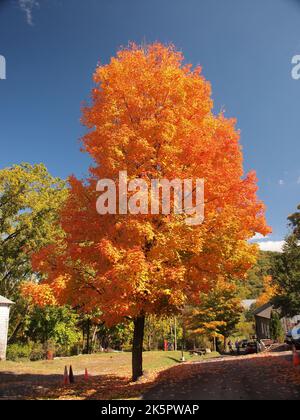 Bright orange maple tree in Sugar Loaf, New York starting to drop leaves in early Autumn. Fall in New York State near Warwick. Stock Photo